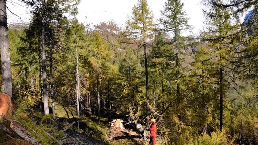 Lariceto pascolato di Ronco Loda – Predasca (Val di Campo)