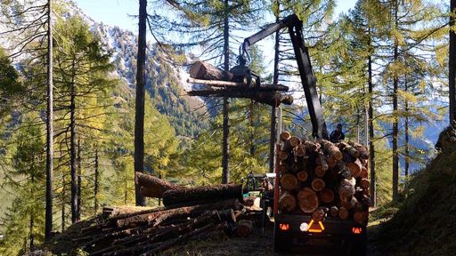 Lariceto pascolato di Ronco Loda – Predasca (Val di Campo)