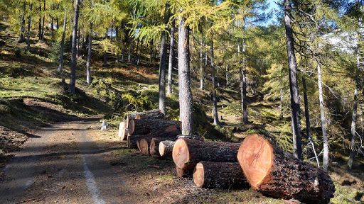 Lariceto pascolato di Ronco Loda – Predasca (Val di Campo)