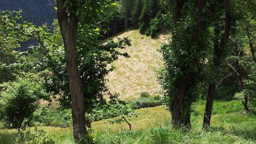 Cura delle selve castanili di Soazza