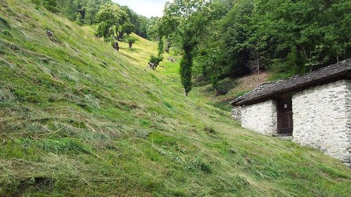 Cura delle selve castanili di Soazza