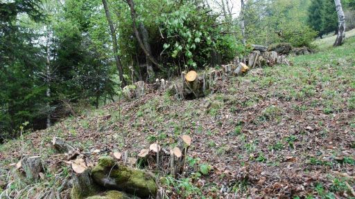 Decespugliamento del pascolo di Cauco