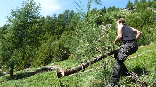 Decespugliamento  dell’Alpe di Prou