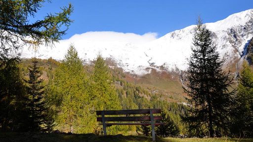 Lariceto pascolato di Ronco Loda – Predasca (Val di Campo)