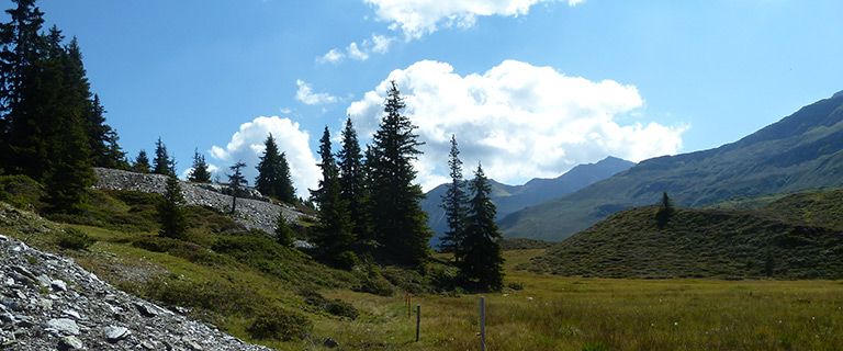 Naturwaldreservat Alp Nadéls