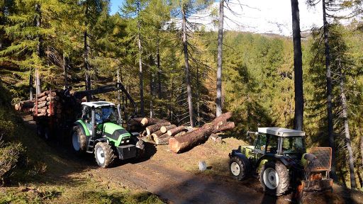 Lariceto pascolato di Ronco Loda – Predasca (Val di Campo)