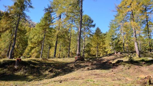 Lariceto pascolato di Ronco Loda – Predasca (Val di Campo)