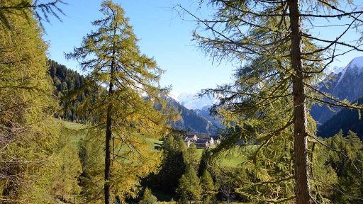 Lariceto pascolato di Ronco Loda – Predasca (Val di Campo)