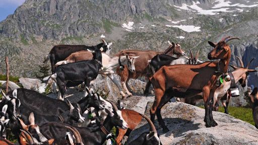 Ziegenalp Puzzetta